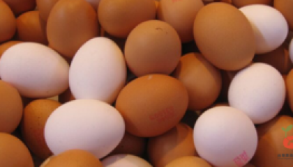 eggs_cover